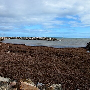 Posidonia australis unspecified picture