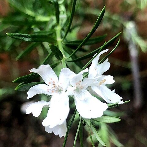 Westringia longifolia unspecified picture