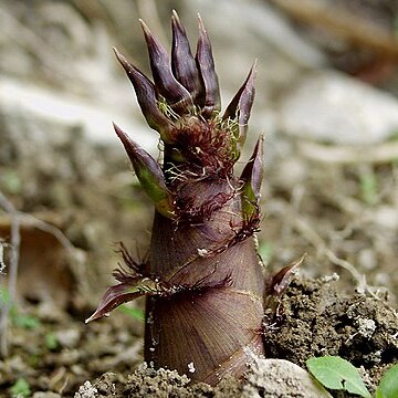 Phyllostachys nigra var. henonis unspecified picture