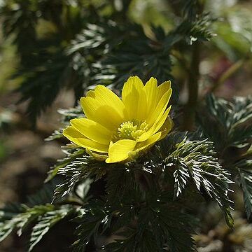 Adonis amurensis unspecified picture