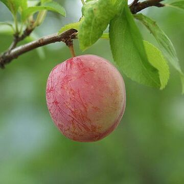 Prunus salicina unspecified picture