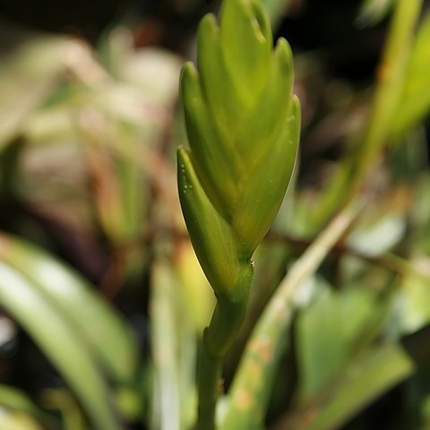 Vriesea triangularis unspecified picture