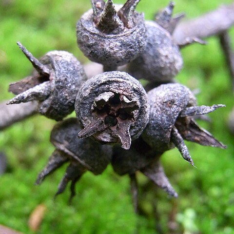 Eucalyptus expressa unspecified picture