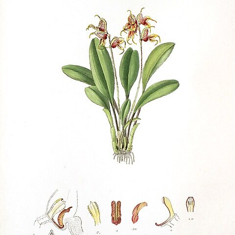 Masdevallia pachyura unspecified picture