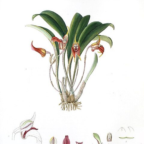 Masdevallia torta unspecified picture