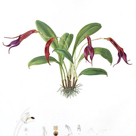 Masdevallia rosea unspecified picture