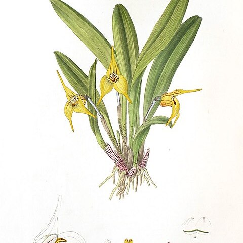 Masdevallia fragrans unspecified picture