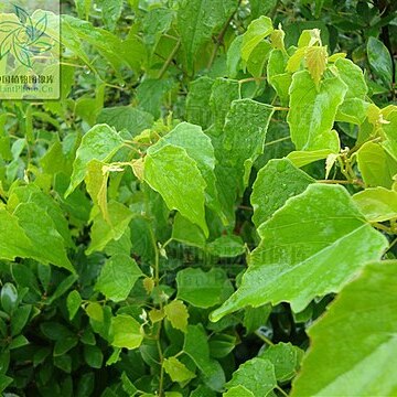 Vitis sinocinerea unspecified picture