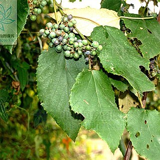 Vitis bellula unspecified picture