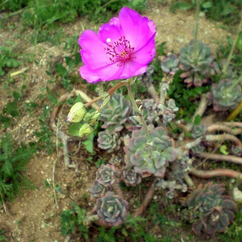 Calandrinia crassifolia unspecified picture