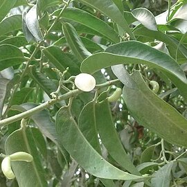 Vallesia glabra unspecified picture