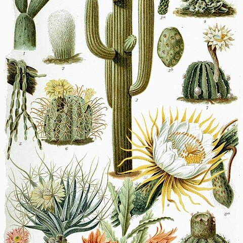 Cactaceae unspecified picture