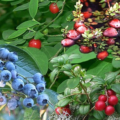 Vaccinium unspecified picture