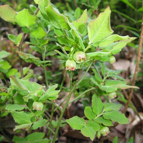 Vaccinium hirtum unspecified picture