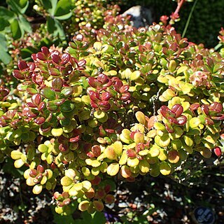 Vaccinium delavayi unspecified picture