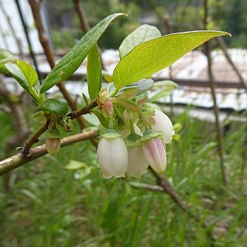 Vaccinium constablaei unspecified picture