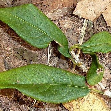 Vangueria lasiantha unspecified picture