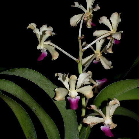 Vanda ustii unspecified picture