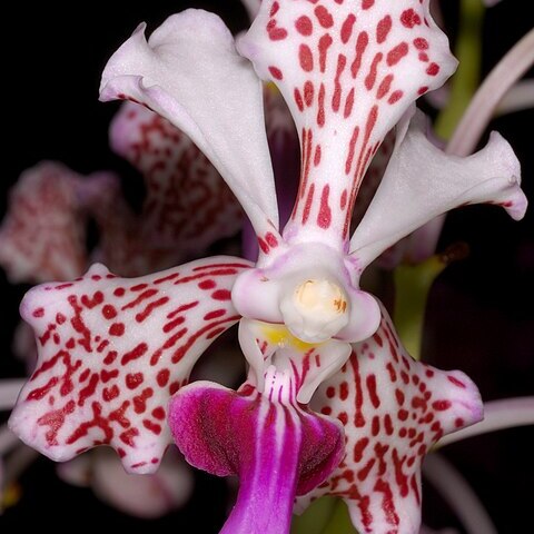 Vanda tricolor unspecified picture