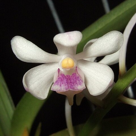 Vanda lilacina unspecified picture