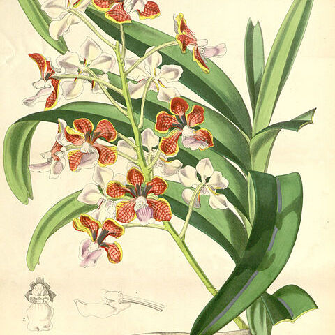 Vanda limbata unspecified picture