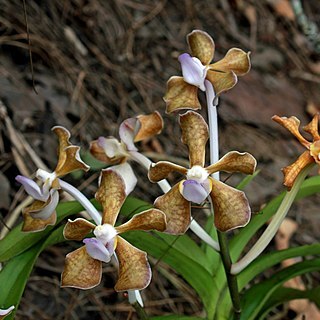 Vanda bicolor unspecified picture