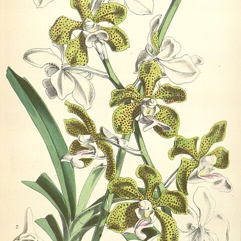 Vanda bensonii unspecified picture