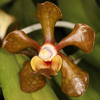 Vanda brunnea unspecified picture