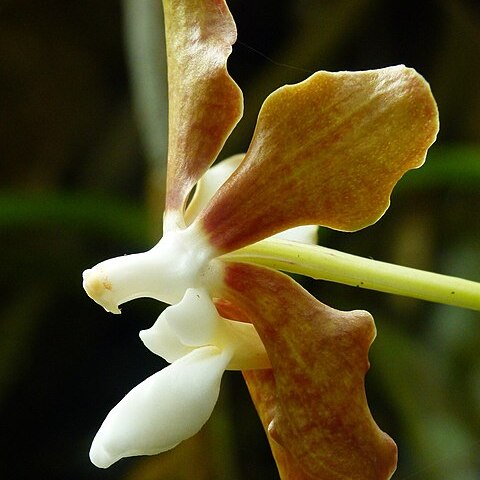 Vanda wightii unspecified picture