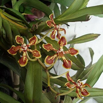 Vanda arcuata unspecified picture