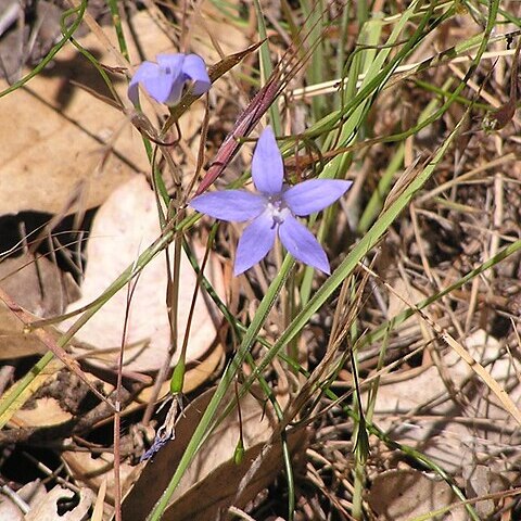 Wahlenbergia unspecified picture