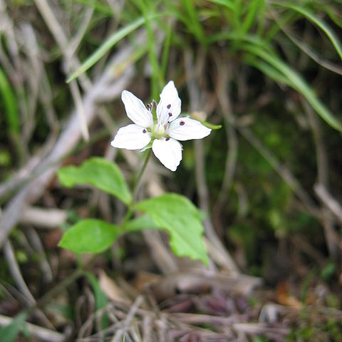 Pseudostellaria heterantha unspecified picture