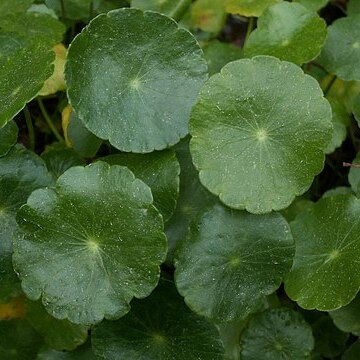 Hydrocotyle umbellata unspecified picture