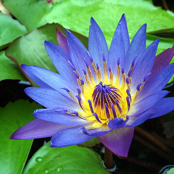 Nymphaea nouchali var. caerulea unspecified picture