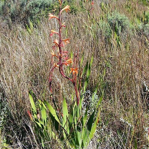 Watsonia angusta unspecified picture