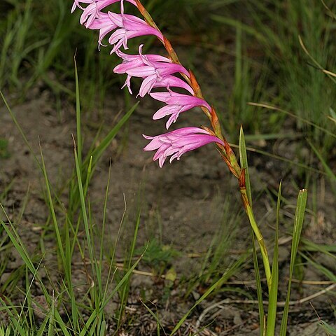 Watsonia inclinata unspecified picture