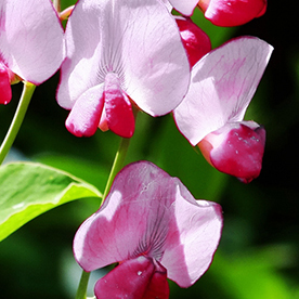 Lathyrus undulatus unspecified picture