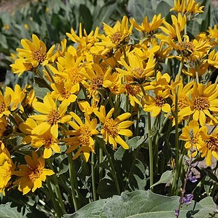 Wyethia mollis unspecified picture