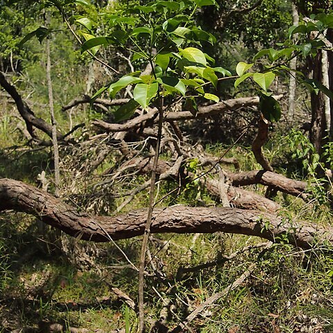 Vitex acuminata unspecified picture