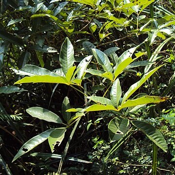 Vitex leucoxylon unspecified picture