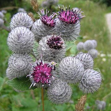 Arctium unspecified picture