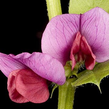 Vicia sativa subsp. sativa unspecified picture