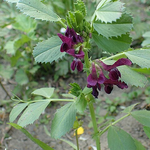 Vicia serratifolia unspecified picture