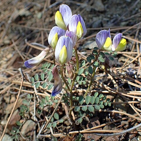 Vicia lunata unspecified picture