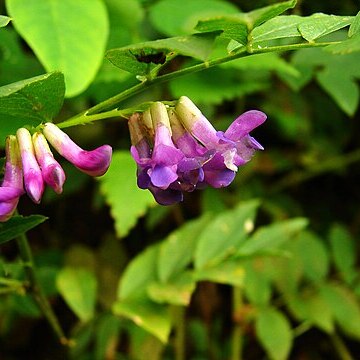 Vicia amoena unspecified picture