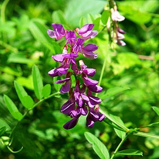 Vicia amoena unspecified picture