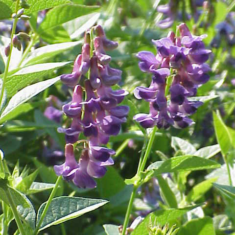 Vicia unijuga unspecified picture