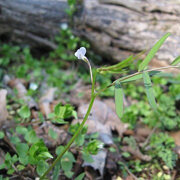 Vicia minutiflora unspecified picture