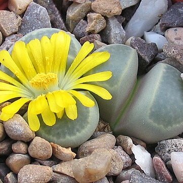 Lithops viridis unspecified picture