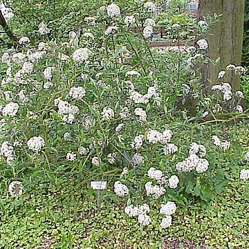 Viburnum utile unspecified picture